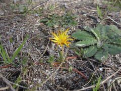 Lampranthus reptans