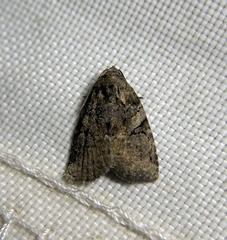 Pseudeustrotia indeterminata