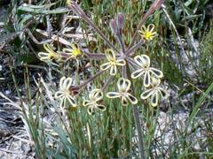 Pelargonium lobatum