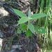 Astrotricha floccosa - Photo (c) stellap, algunos derechos reservados (CC BY-NC), uploaded by stellap