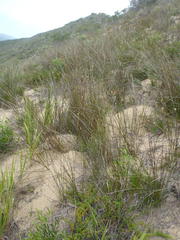 Hellmuthia membranacea