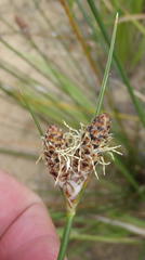 Hellmuthia membranacea