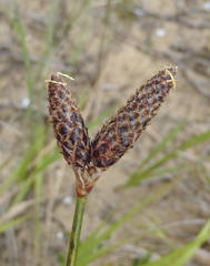 Hellmuthia membranacea