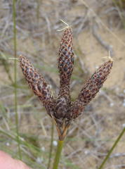 Hellmuthia membranacea