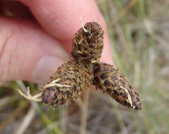 Hellmuthia membranacea