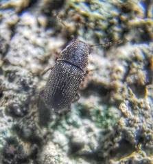 Choraginae