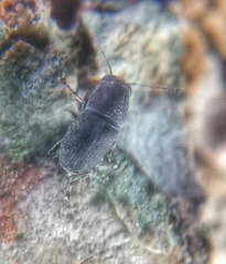 Choraginae