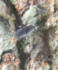 Choraginae