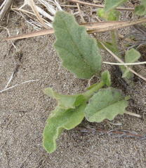 Hermannia scabricaulis