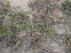 Hermannia scabricaulis