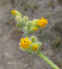 Hermannia scabricaulis