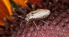 Geocoris pallens