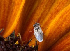 Geocoris pallens