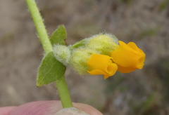 Hermannia scabricaulis