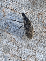 Apleurus lutulentus
