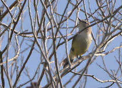 Gerygone flavolateralis