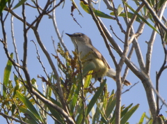 Gerygone flavolateralis