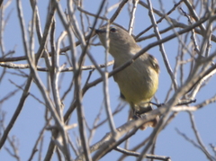 Gerygone flavolateralis