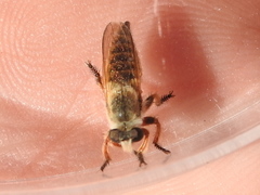 Megaphorus acrus