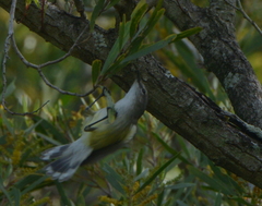 Gerygone flavolateralis