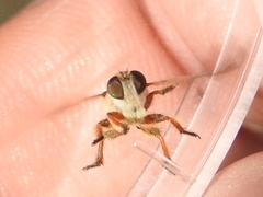 Megaphorus acrus