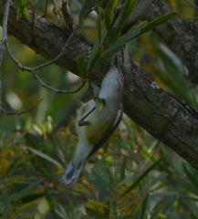 Gerygone flavolateralis