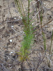 Hebenstretia integrifolia
