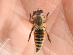 Megaphorus acrus