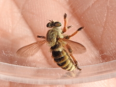 Megaphorus acrus