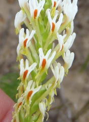 Hebenstretia integrifolia