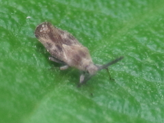 Teleonemia scrupulosa