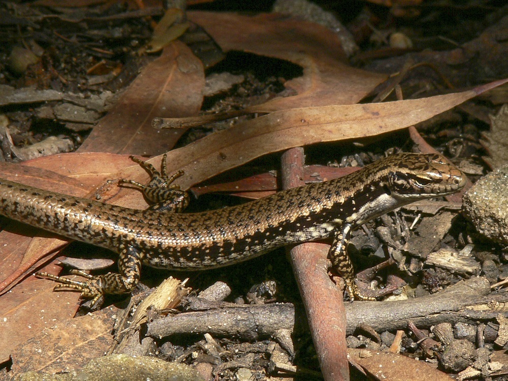 Water Skinks