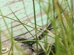 Eulamprus leuraensis