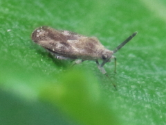 Teleonemia scrupulosa