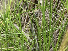 Eulamprus leuraensis