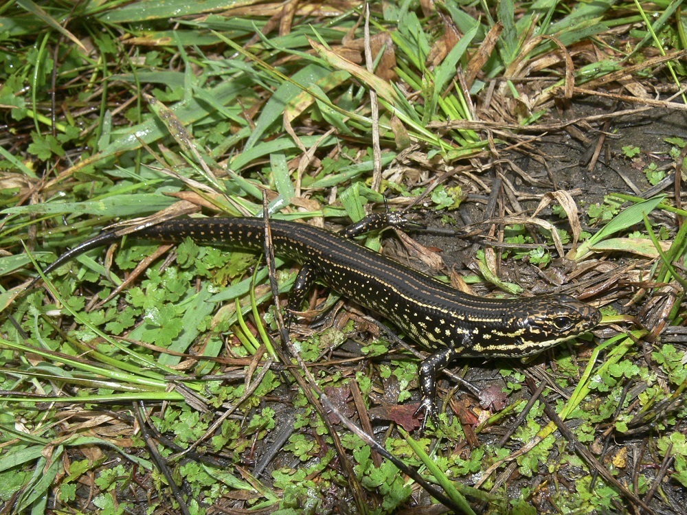 Blue Mountain Water Skink