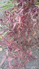 Ouret sanguinolenta