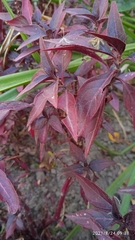 Ouret sanguinolenta