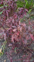 Ouret sanguinolenta