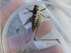 Pediodectes stevensonii