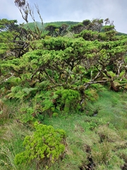 Juniperus brevifolia