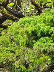 Juniperus brevifolia