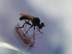 Hadrokolos texanus