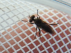 Hadrokolos texanus