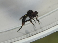 Hadrokolos texanus