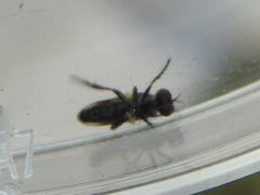 Hadrokolos texanus