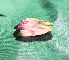 Thurberiphaga diffusa