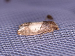 Epiblema benignata