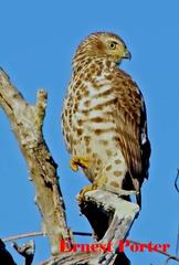 Accipiter tachiro tachiro
