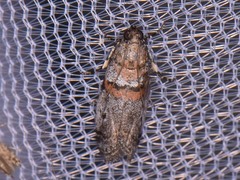 Acrobasis comptella